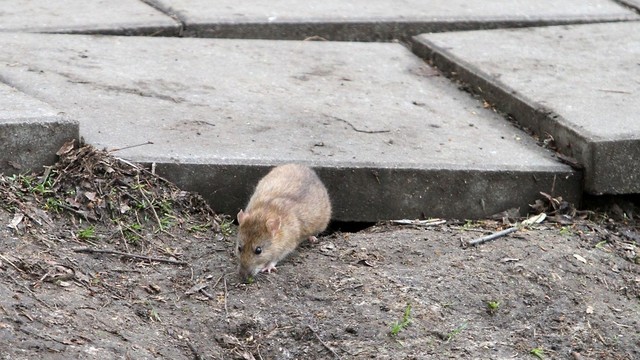 Biržiečiai skundžiasi žiurkių kaimynyste