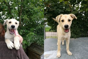 Šuniukas, įkritęs tiesiai savanorei į rankas, ieško namų