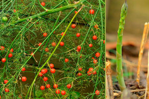  Paįvairinkite namus iš sėklų daigintais smidrais