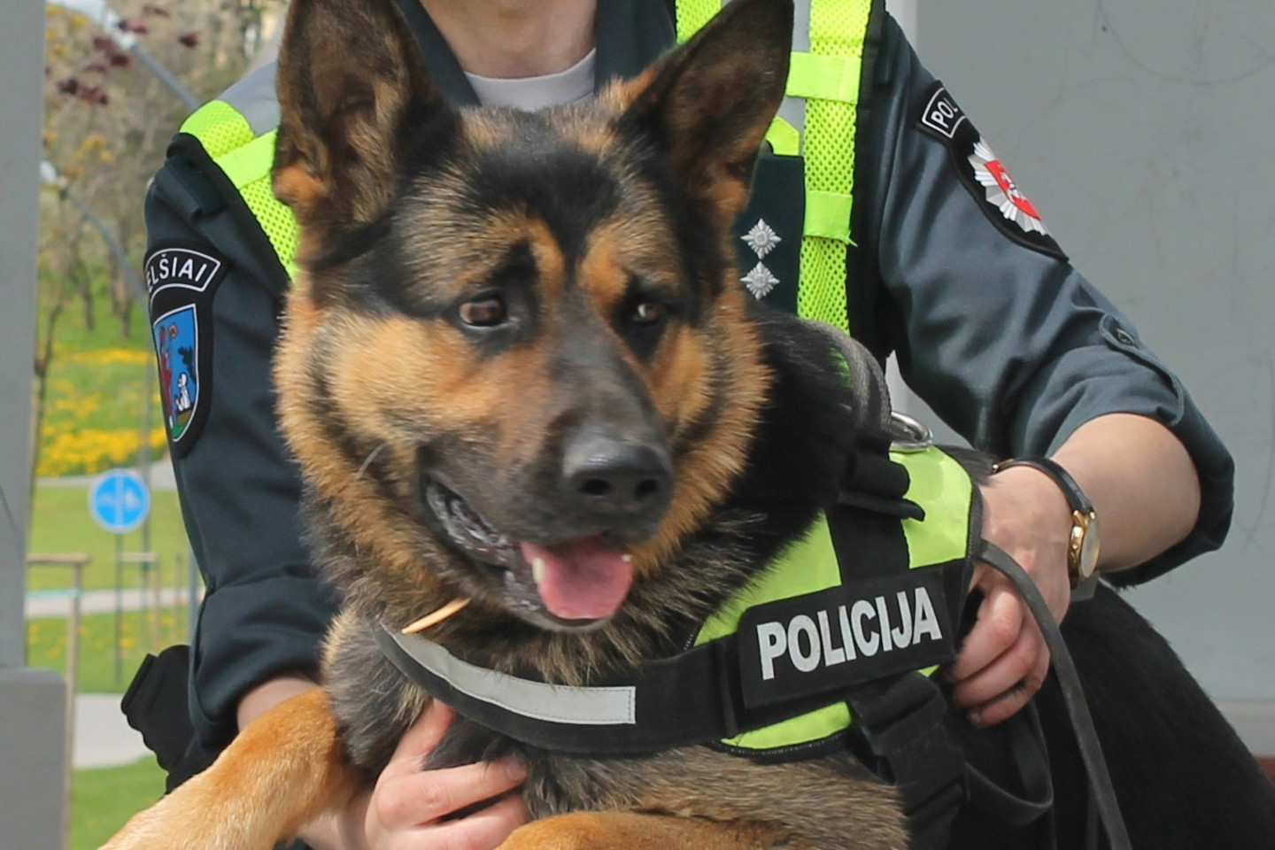  Policijos tarnybinis šuo Attilas rado miške pasiklydusią grybautoją.<br> Telšių AVPK nuotr.