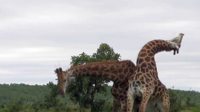 Ar matėte, kaip kovoja žirafos? Bežiūrint gali suskausti kaklą