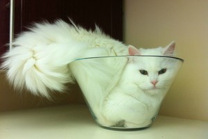 Kikensite balsu: keisčiausios kačių poilsio vietos 