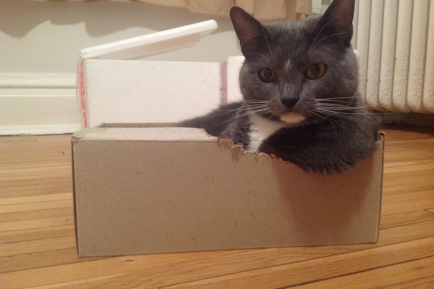  Šis katinas sau išsigraužė ranktūrį dėžėje. Nejuokaujame!<br> Soc. tinklų nuotr. 