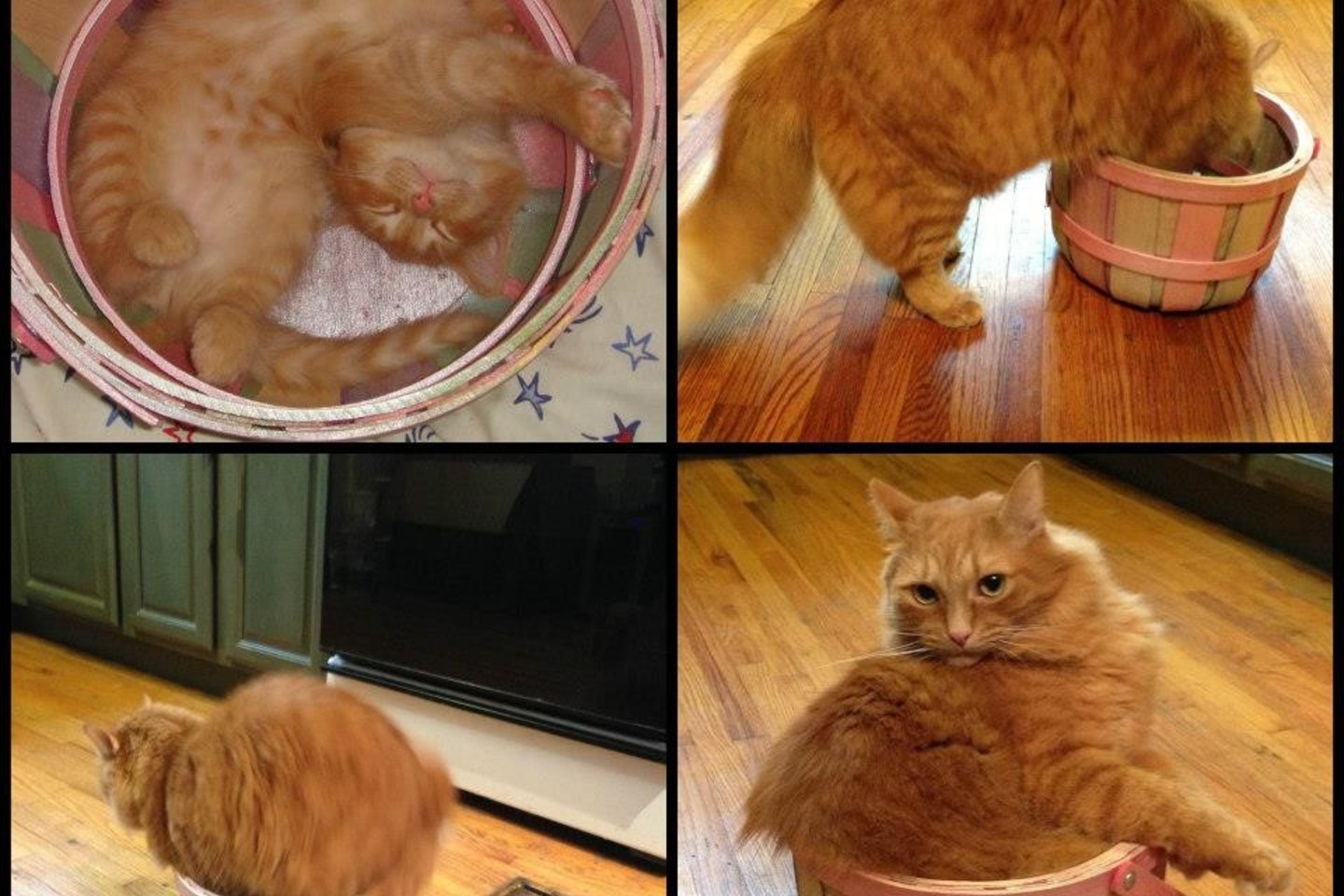  Šis oranžinis gražuolis į namus buvo parneštas krepšelyje, kol dar buvo kačiukas. Neseniai jis vėl atrado savąjį krepšelį.<br> Soc. tinklų nuotr. 