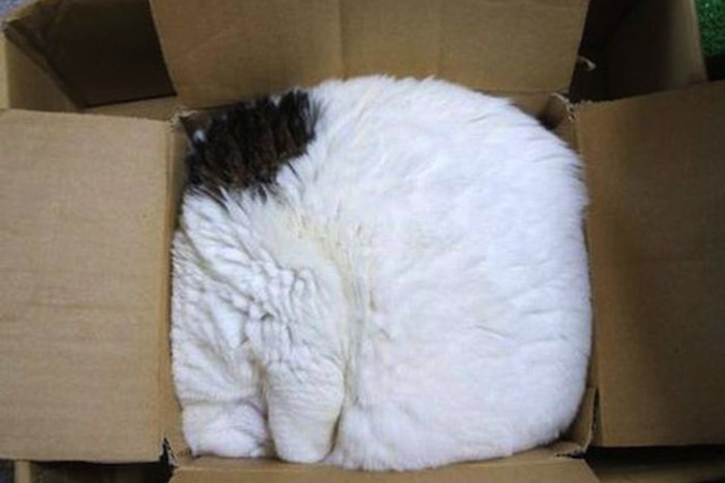  Ar tai – katė, ar labai pūkuota pagalvė?<br> Soc. tinklų nuotr. 