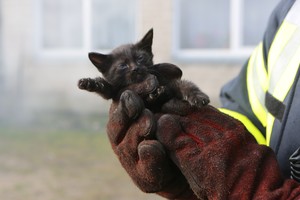 Kačiuką nuo grėsusios nelaimės išgelbėjo Vilniaus ugniagesiai