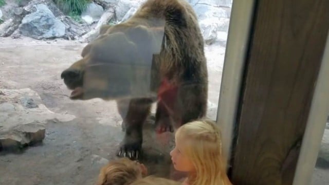 Zoologijos sode apsilankiusi šeima to išvysti nesitikėjo: vaikai ėmė klykti