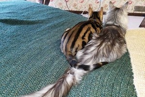  Šeimos katinai stulbina: vienas ūgiu, kitas – uodegos ilgiu