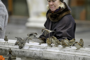 Rugsėjo 8 – kuo ši diena velniškai ypatinga žvirbliams? 