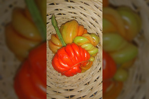 Kaunietės pomidorų šiltnamyje - maloni staigmena