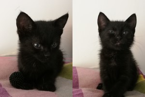 Norėtumėte turėti namuose mažą panterą? Ši katytė kaip tik jums