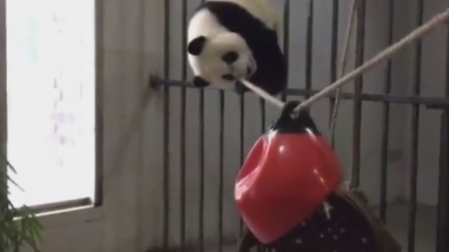 Panda bandė pademonstruoti triuką, tačiau jis jai nelabai pavyko