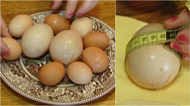 Pasvalietė nepatikėjo savo akimis: višta ėmė dėti triskart didesnius kiaušinius