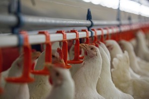 Olandams tenka tramdyti pavydą – šiame versle lietuviai juos pranoko    