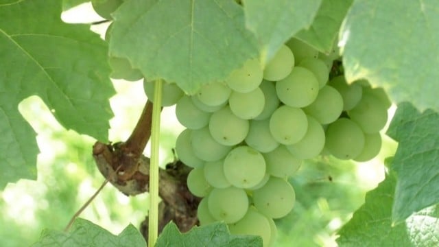 Lietuvoje auginamos tokios vynuogės, kokių dar nematėte