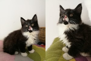 Svajonių augintinis - kačiukas, kuriam lemta tapti dideliu pūkuotu gražuoliu