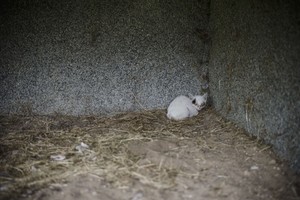 Mažas pūkų kamuoliukas, kuriam jūs galite padėti pasveikti