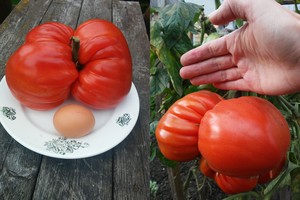 Panevėžietės lauko lysvėje laukė milžiniška staigmena