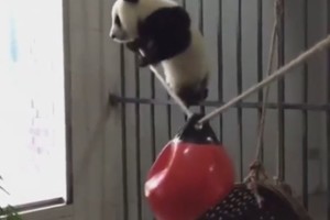 Panda bandė tapti akrobate, bet tik pralinksmino prižiūrėtoją
