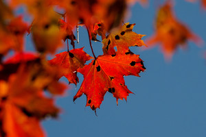 Šis ruduo bus kiek kitoks, nei pernai. Štai kokios prognozės