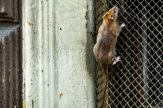 Kaip veiksmingai išvengti įnamių ir jų platinamų ligų?