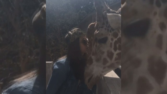 Nepaprastas bučinys: žirafa merginai padovanojo tai, ko ši nesitikėjo