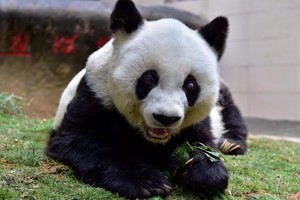 Kinijoje nugaišo seniausia pasaulio panda