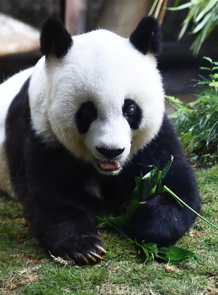 Pandai buvo 37 metai.<br>Xinhua nuotr.