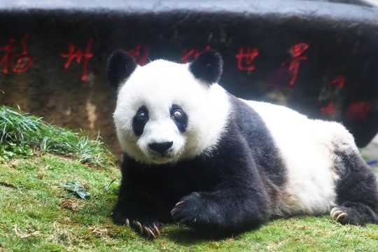 Kinijos zoologijos sode nugaišo seniausia pasaulyje panda