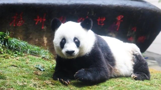 Kinijos zoologijos sode nugaišo seniausia pasaulyje panda