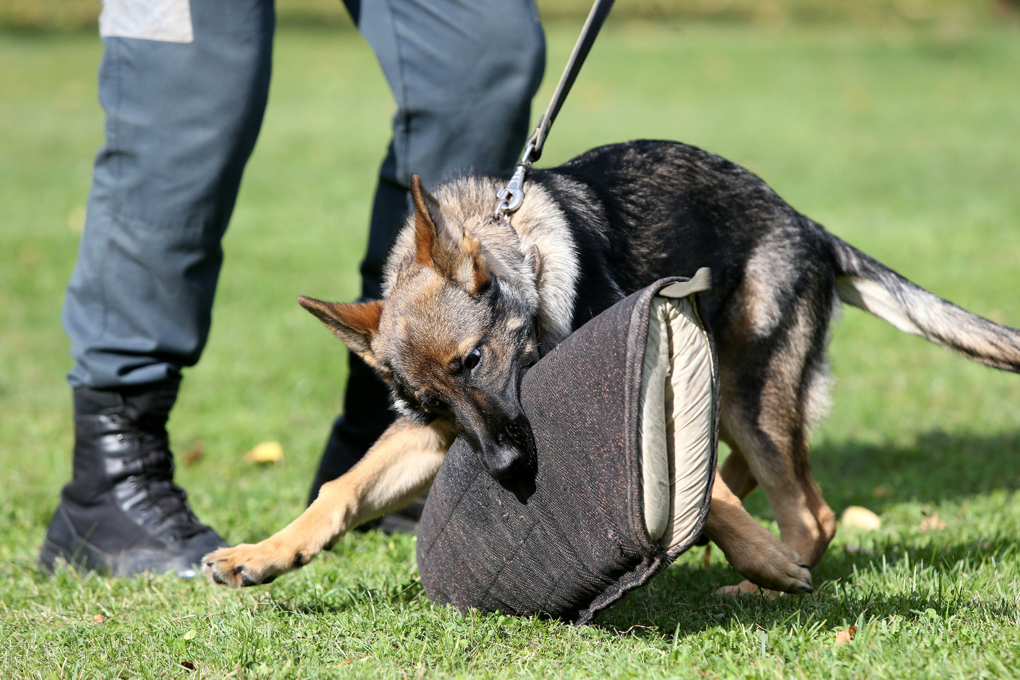 Žavūs šuniukai, kurie tik dabar pradėjo ruoštis tapti Policijos šunimis, pademonstravo, ko spėjo išmokti vos per keturias dienas.<br> R.Danisevičiaus nuotr. 
