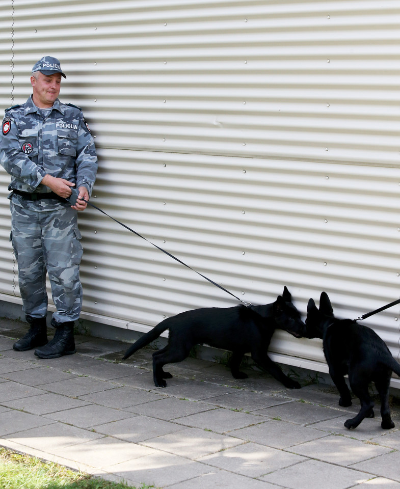 Žavūs šuniukai, kurie tik dabar pradėjo ruoštis tapti Policijos šunimis, pademonstravo, ko spėjo išmokti vos per keturias dienas.<br> R.Danisevičiaus nuotr. 
