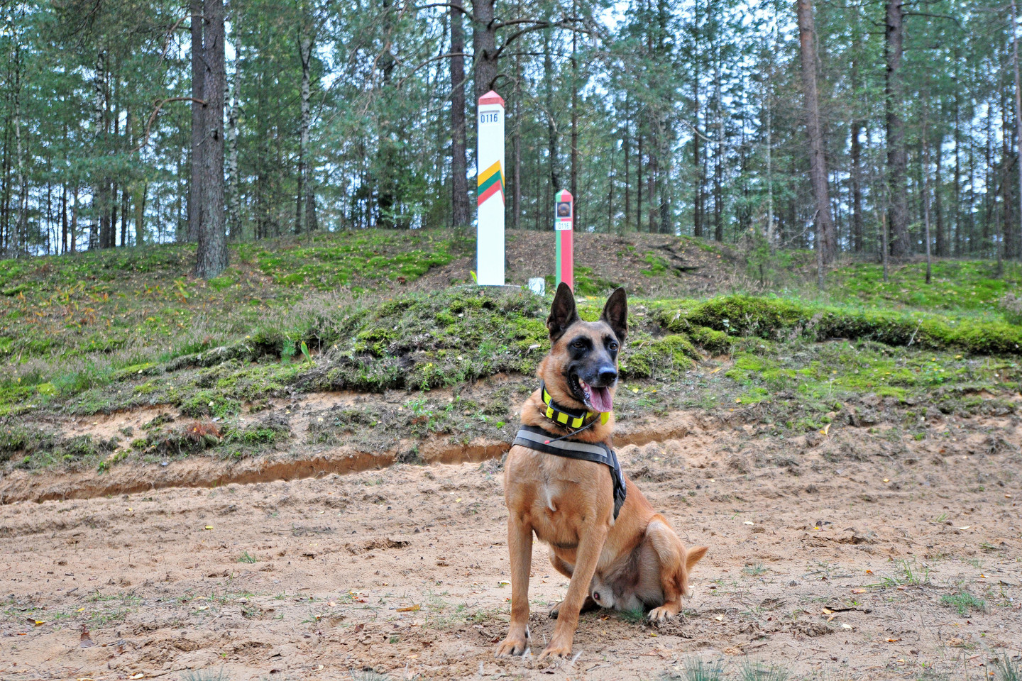 Lietuvos pasieniečių tarnybinis šuo ties vieta, kurioje uniformuotas Baltarusijos pareigūnas pažeidė Lietuvos valstybės sieną.<br> A.Vaitkevičiaus nuotr.