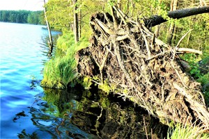 Gamtos ranka sukuria įmantriausius paveikslus
