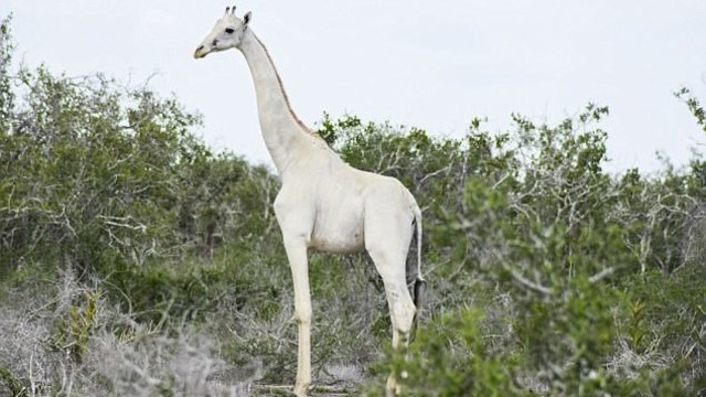 Neįtikėtinas vaizdas: Kenijoje pirmą kartą nufilmuotos itin retos baltosios žirafos