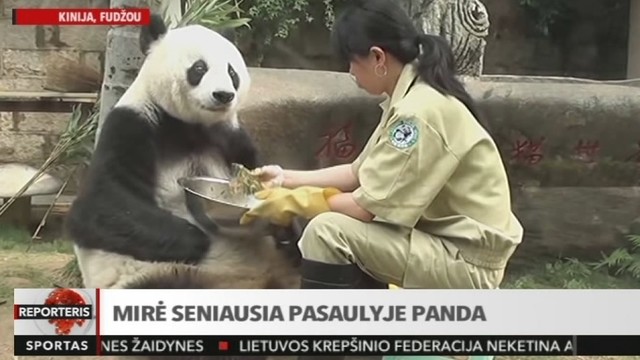 Kinijoje nugaišo seniausia pasaulyje didžioji panda