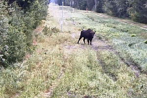 Netikėti nelegalai iš Baltarusijos pasieniečių nepiktina – tokių Lietuvoje sutiksi ne kasdien