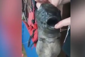 Rusai sugavo neregėtą gelmių monstrą su dviem burnom