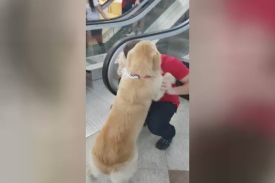 Nepatikėsite, kas privertė šunį išsigąsti ir pulti į šeimininko glėbį