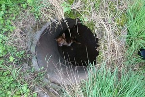 Šunelio drama: įkritęs į šulinį pagalbos šaukėsi savaitę