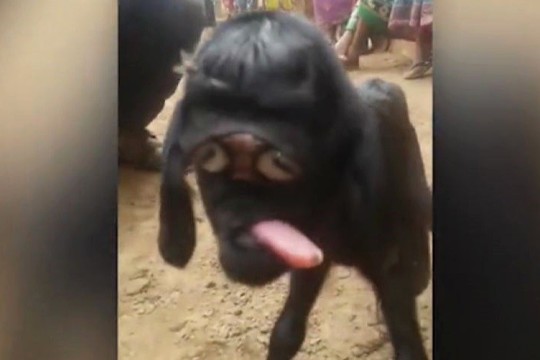 Pamatę, ką atsivedė ožka, šeimininkai nustėro: koks tai padaras