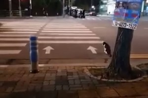 Praeives nustebino katės elgesys gatvėje