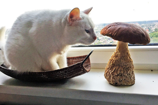 Savaitgalio orai bus ypač palankūs grybautojams