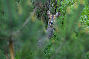 Vairuotoją papiktino reakcija į sužeistą stirniuką