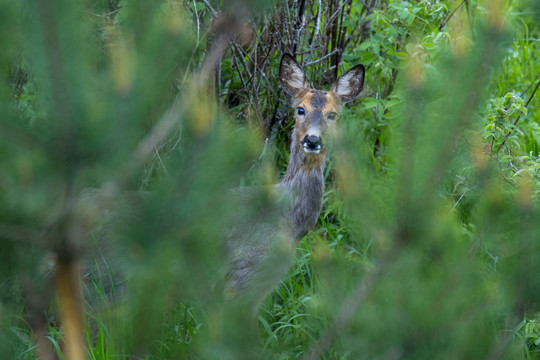 Vairuotoją papiktino reakcija į sužeistą stirniuką