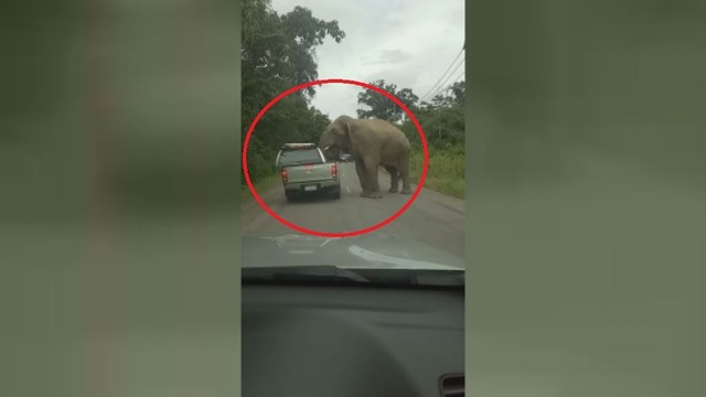 Sutikus alkaną dramblį turistus šokiravo jo elgesys