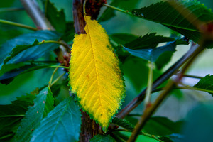Debesys, lietus, vėjai ir krentanti temperatūra – kitą savaitę jau ateis ruduo