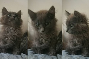 Gražus kaip lėlytė kačiukas ieško mylinčių namų