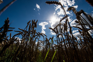 Ūkininkas: laikas gelbėti lietuviškus rugius, kol jie visai neišnyko