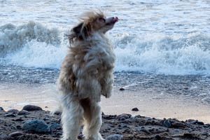 Saugokitės vėjo – vakariniuose rajonuose jis gali išversti iš kojų